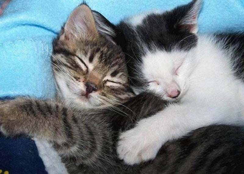 stripchat cuddle kitten