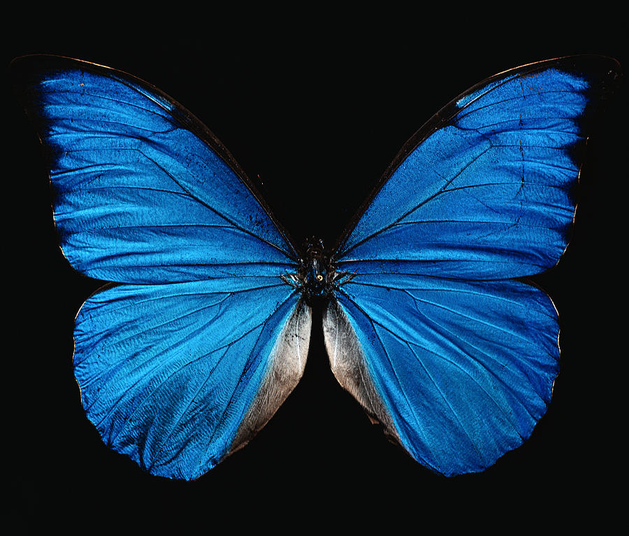 Stripchat  Butterflyblue_Dream