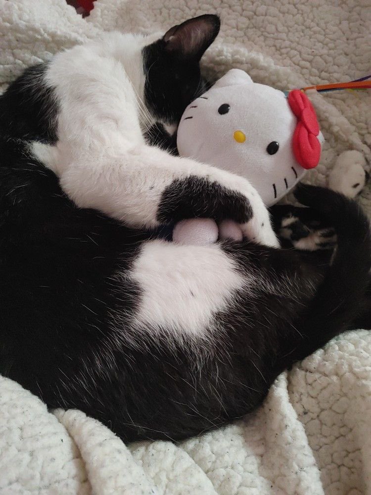 cuddle kitten stripchat