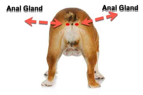 Anal Gland Leakage