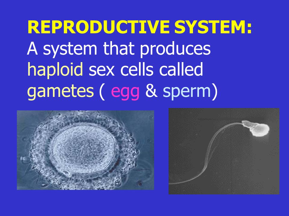 Applying  What Process Produces Gametes?