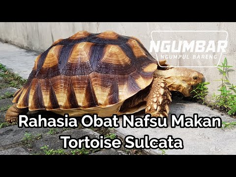 Sulcata Tortoise Baby Prolasped Anal Area