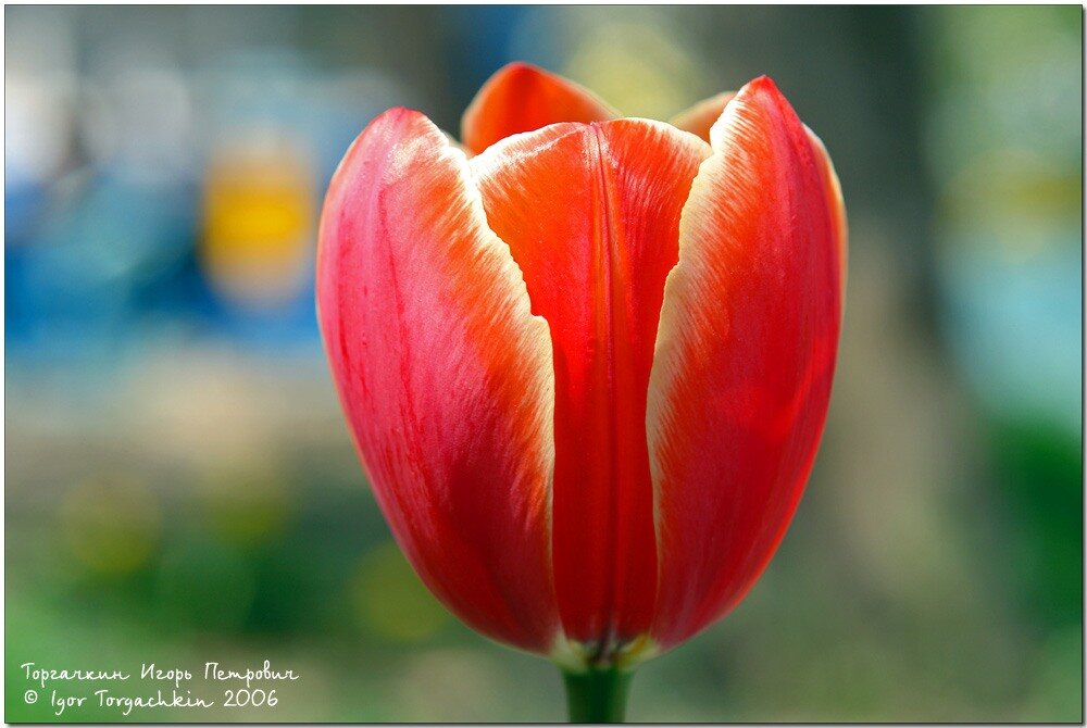 tulipa stripchat